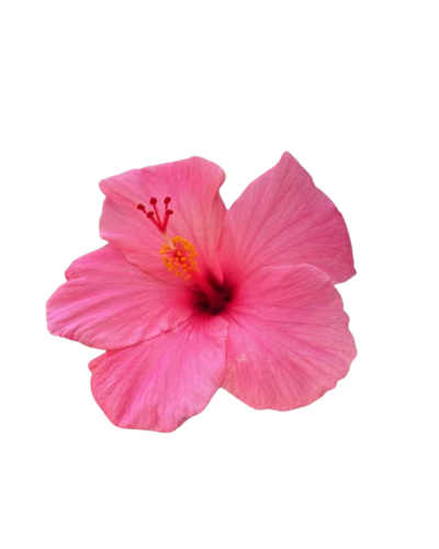 Social Media Management - Female Founder - Feminine Brand Design - Bold Bright Brand Design - Shopify Web Design - Showit Web Designer - Boutique Creative Agency