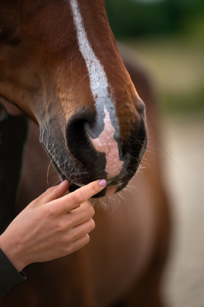 NEI therapeut voor paarden