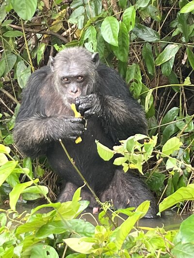 cameroon 6