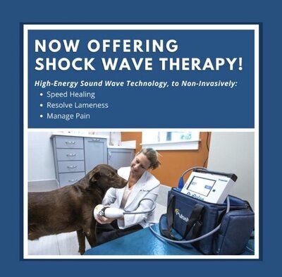 Dog feeling better after laser treatment canine rehab