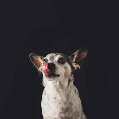 Luxury pet portrait of dog — refined Marin County photography session