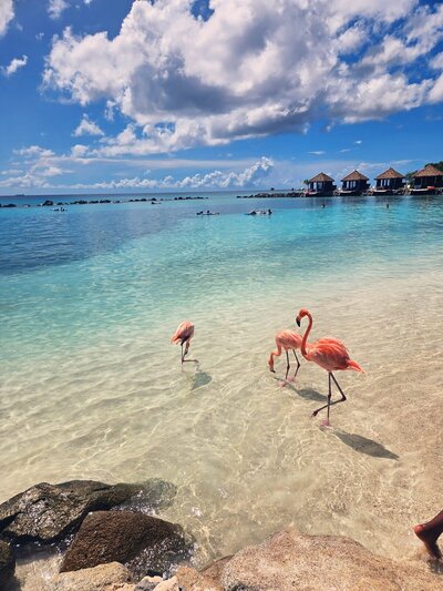 flamingos-beach-caribbean