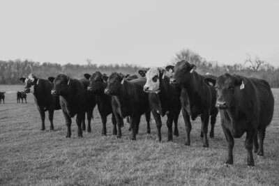 Black and white photo of cows standing side-by-side in a field