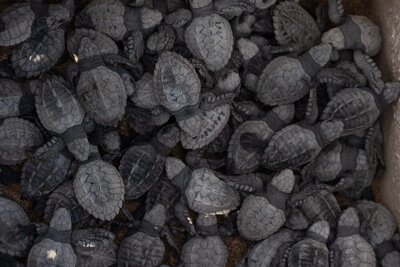 Careyes-Turtle-Sanctuary-PlayaTeopa-8326