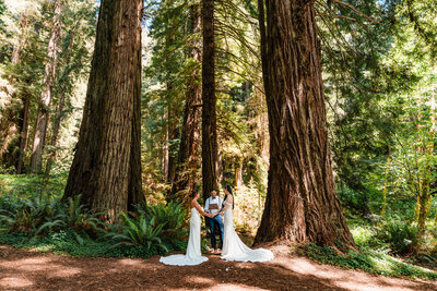 redwood trees towering over a couple