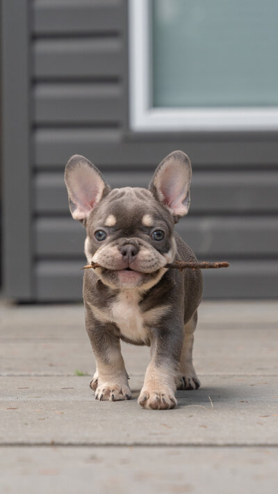 Lilac French Bulldog