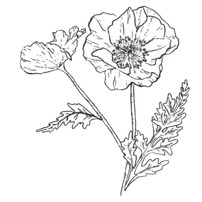 hand illustrated flower