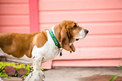 denver-dog-photography-of-basset-hound