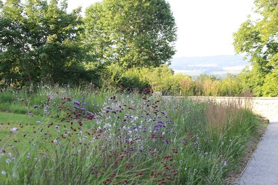 Graminées et fleurs le long d'un chemin avec vue sur les champs et la forêt