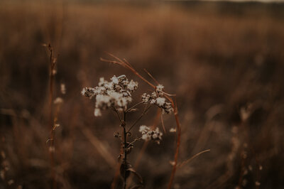 field with flowers