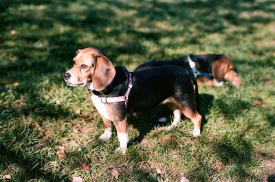 Film photo of our beagles