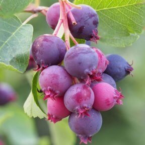 muchovnik-Amelanchier-saskatonberry-288x288