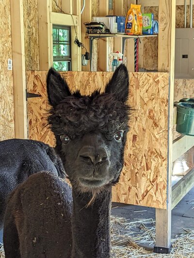 Black alpaca