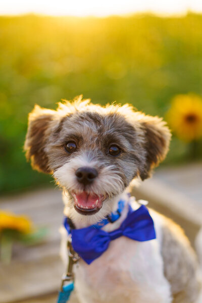 A cute dog wearing a blue bow tie in a sunflower field smiles for the camera.