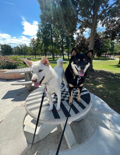 Images of their two dogs
