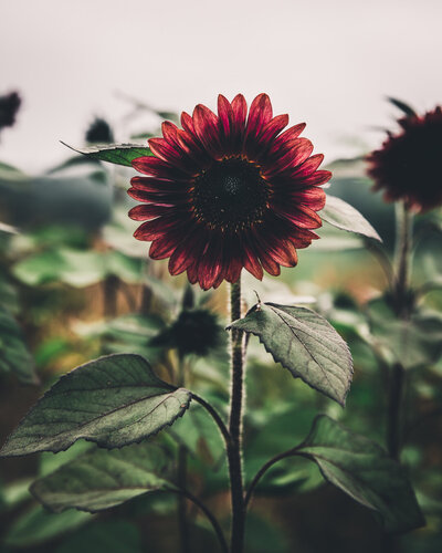 sunflower-red-petal-back-farm