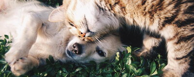 A cat and dog snuggled together, symbolizing the bond between pets, with eco-friendly cremation services offered by Nature's Way Pet Aquamation in the Greater Lansing area.