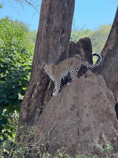 Leopard on a rock by a tree