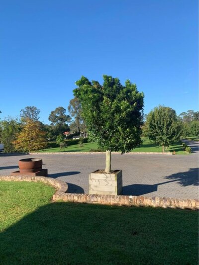 FICUS MICROCARPA HILLII Ficus Hillii