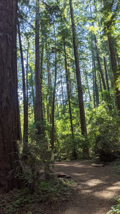 bride and groom  in redwoods