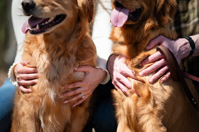 A newly engaged couple poses for photos with their two golden retrievers at Burke Lake Park in Fairfax, Virginia, shortly after the proposal, captured by Northern Virginia wedding photographer Nathan Sottung Photography.