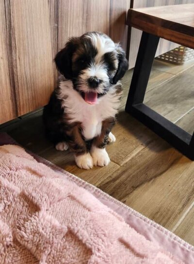 a690e441-8925-494e-9050-39c34e4b0695