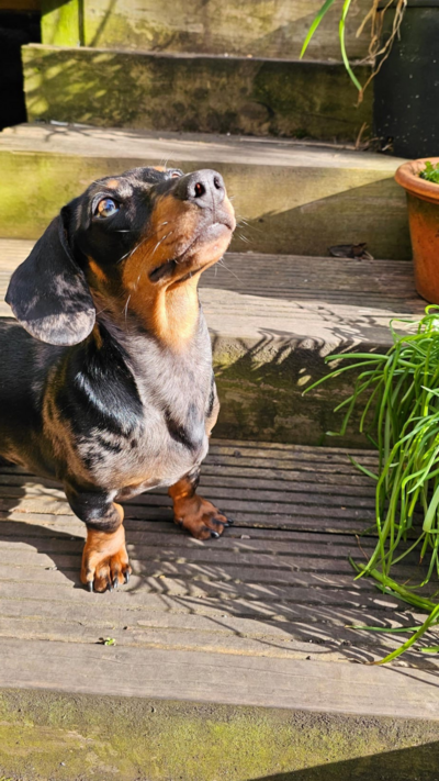 Image of George, the daschund