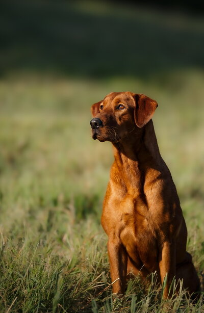 Picture of Ruby