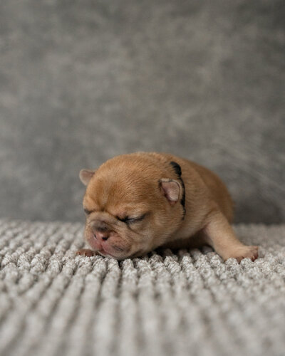 Lilac French Bulldog