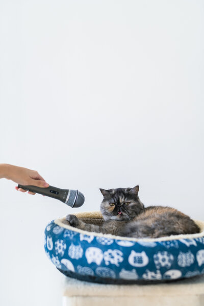 Cheryl will Guide You to Have 5-Figure Soft Launches on Just 0-2 Hours a Day (And While Doing it on Top of Your Full-Time Job)