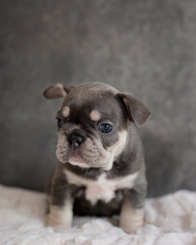 Available Fluffy French Bulldogs