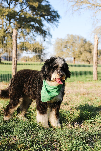 Standard bernedoodles for sale