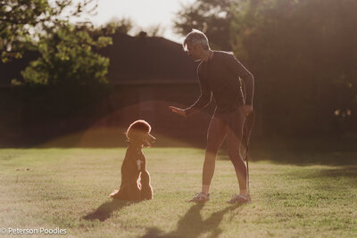 Red Moyen Poodle training with dad