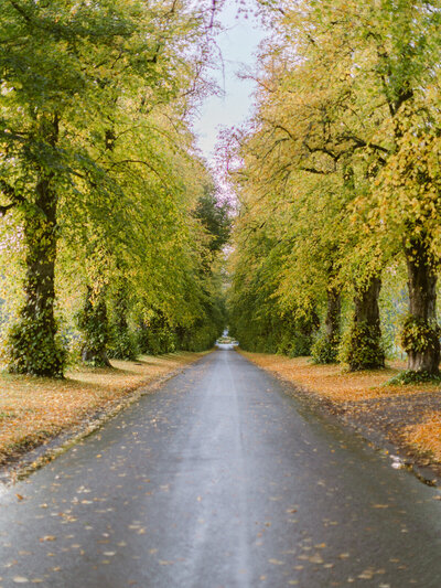 Scenic Autumn Landscape with Trees Lining a Country Road