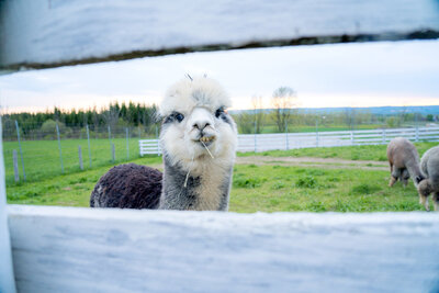 Alpaca and Llama Experience located in the Blue Mountains