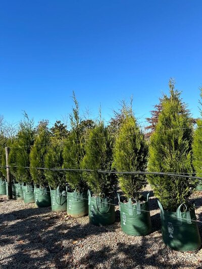 WESTERN RED CEDAR UPRIGHT Thuja plicata fastigiata