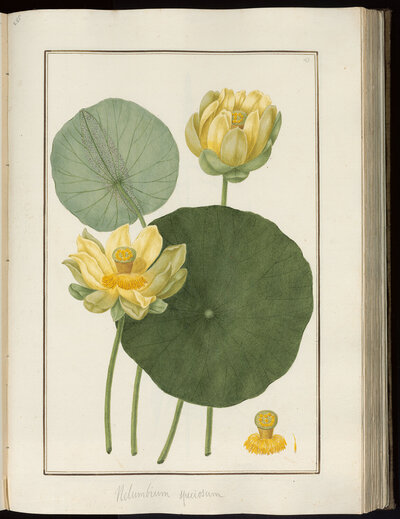 pondlily