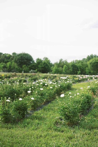Heart of Ohio Peony Flower Farm