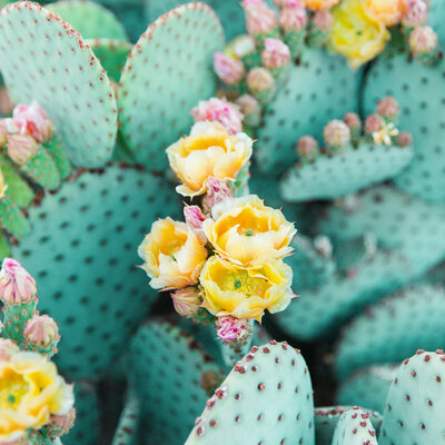 yellow flowers on cactus