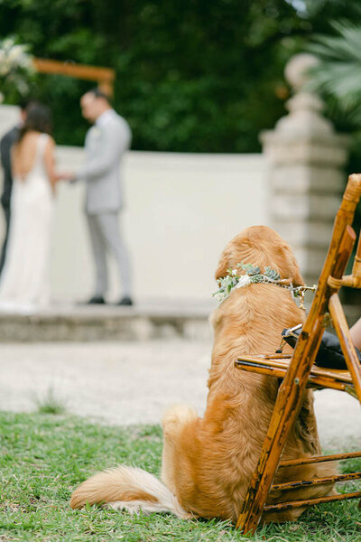 One golden retriever looking at his parents getting married.
