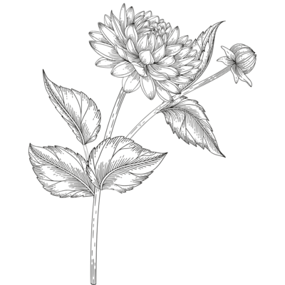 Dahlia Flower