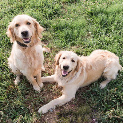 Winter + Oakley are our two lovable fur babies that are part of the family.