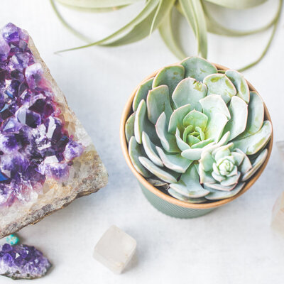 Crystal_Succulent_Home-103