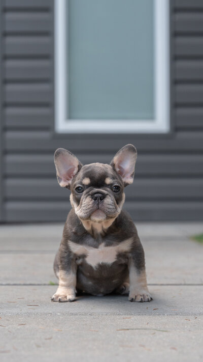 Lilac Frenchie