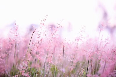 pink wildflowers
