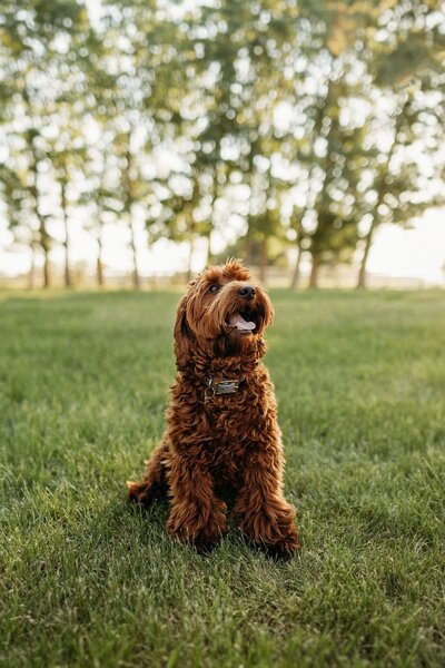 Cream Australian Labradoodle Breeders in Canada and British Columbia