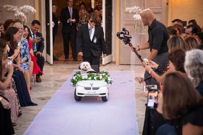 a white small dog driving down the aisle in a wedding.