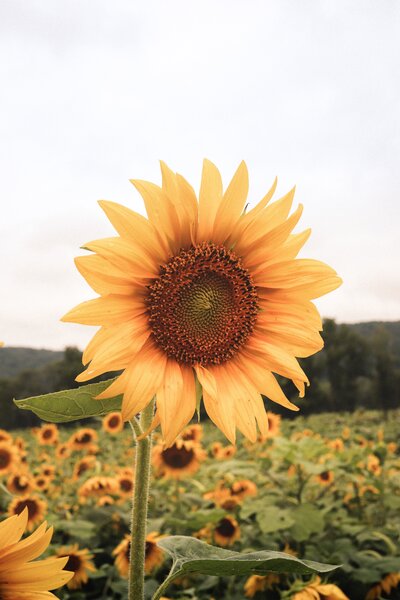 Sunflower Field Symbol of Hope for Miscarriage and Pregnancy Loss