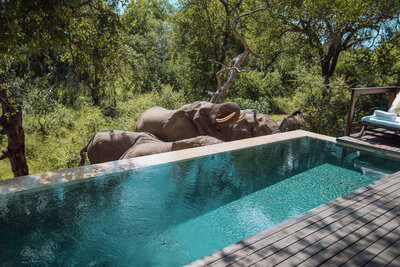 Royal Malewane - Malewane Lodge 14
