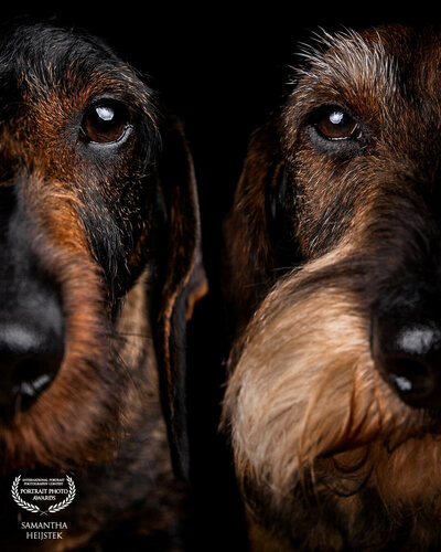 Award winning portret honden